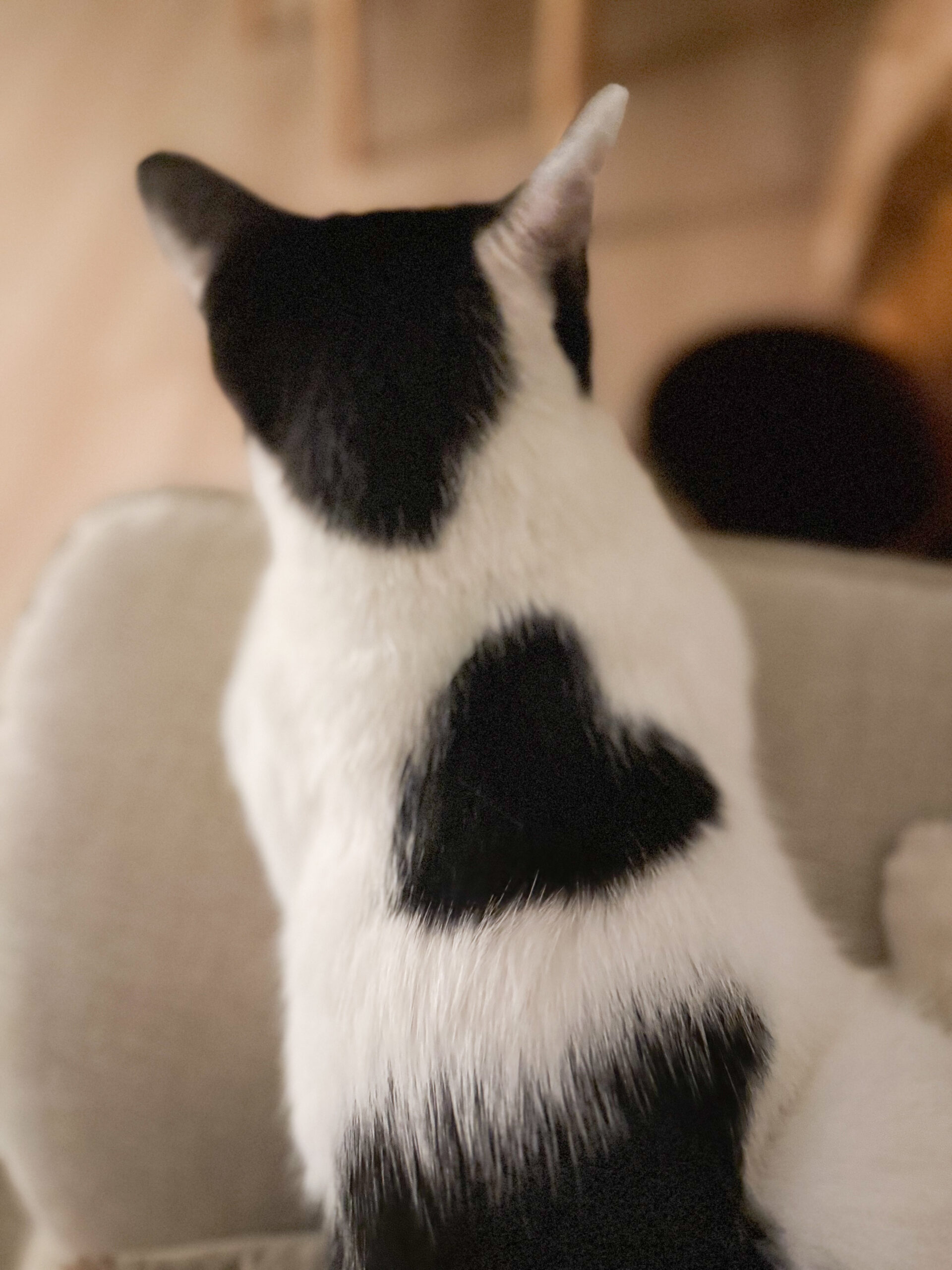 猫が導く「夏への扉」
